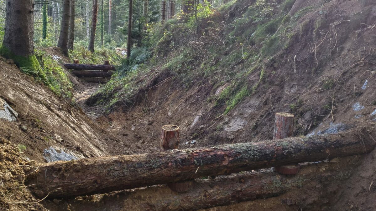 Baumstämme in einem Graben im Wald sollen Wasser und Muren zurückhalten.