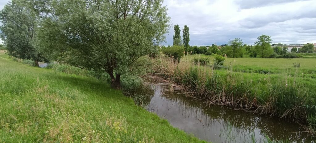 Wasserflächen, Schilf und Weiden