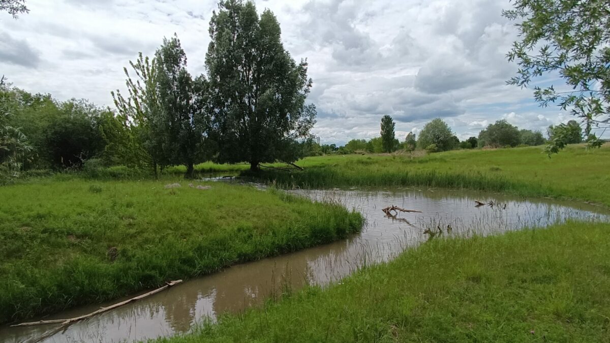 Flusslauf, Bäume, Weidefläche