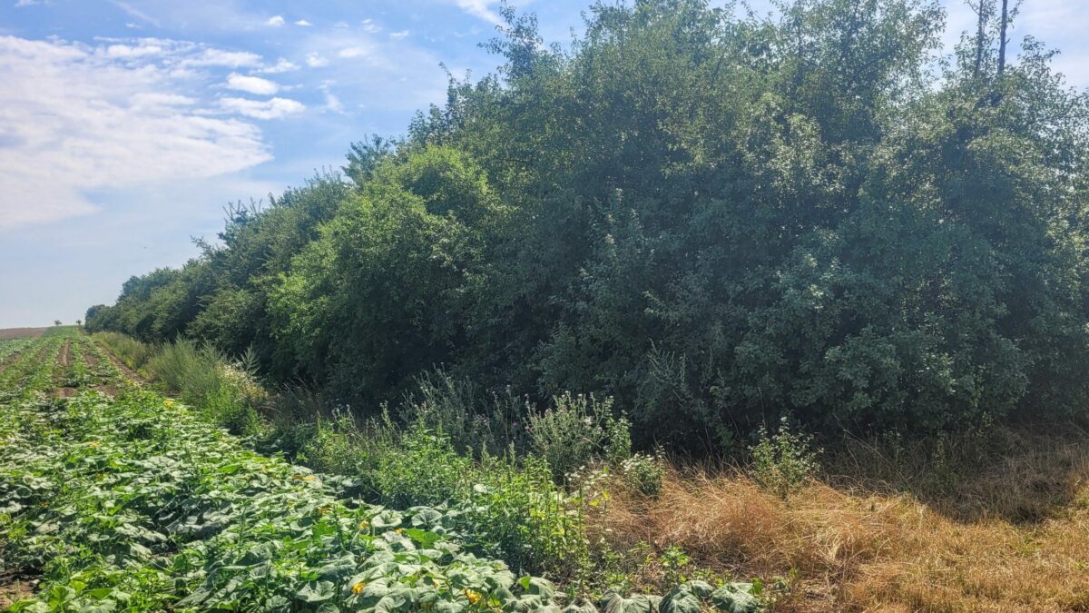 Mehrnutzungshecke mit Gemüsefeldern und Kräutersaum