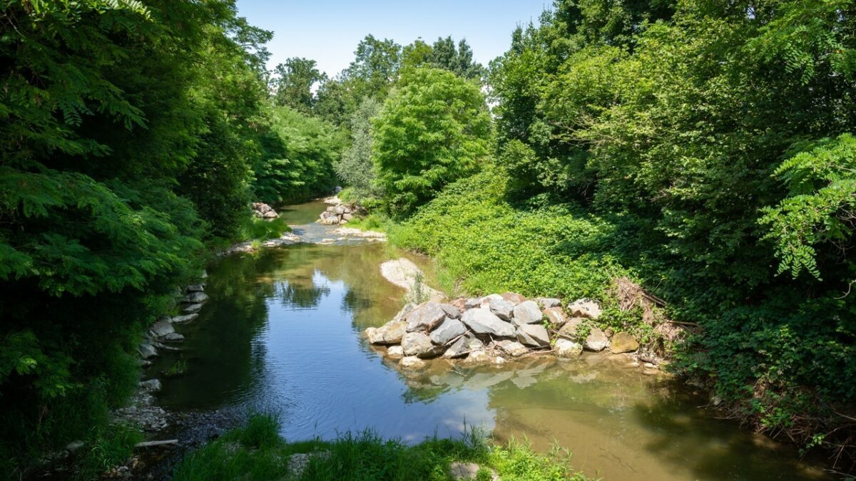 Renaturierung des Michelbachs, mäandrierender Flusslauf, beschattende Ufervegetation.