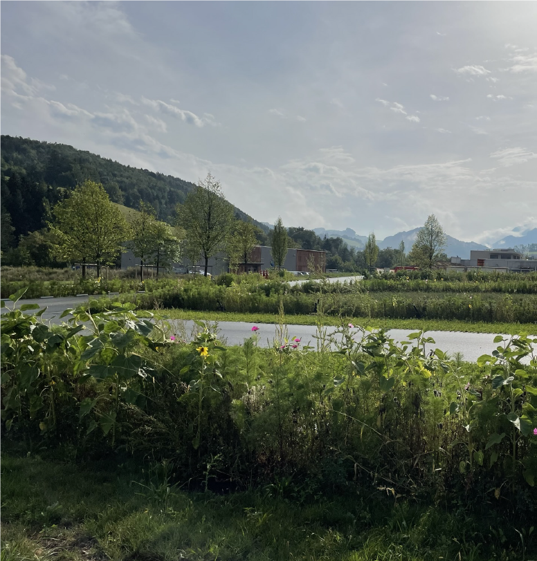 Naturnahe Gestaltung mit Staudenbeeten und blühenden Pflanzen neben Zufahrten und gemeinsamen Parkplatz